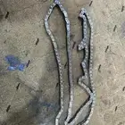 جنزير دباب