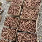 تمر صفري ممتاز وحبه طويله كما هو موضح في الصوره. على السوم