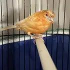 كناري سوري الذكر تغريد مع الانثى