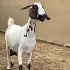 غنم بيشي صنف الصنف ماشالله تبارك الله