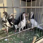 حمام