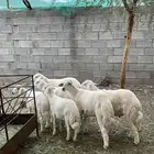 خرفان للبيع