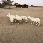 القاعه