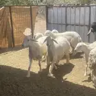 رخال حريات اضاحي