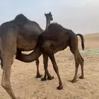 قعود