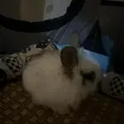 ارنب انقورا صغير عمره شهر معاه مستلزماته