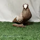 جوز حمام ساكسون