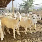ذبايح حريه طليان و رخال
