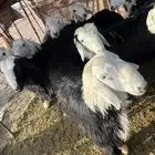 طليان نجد للبيع