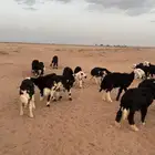 بهم نجد (( تم البيع ))