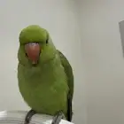 ببغاء دره