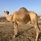 للبيع جمل طيب ومشروط