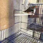 للبيع زوج زيبرا