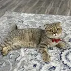 قطط  سكوتش فولد بيور