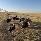 للبيع دجاج رومي