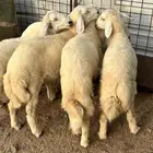طليان للبيع عدد5