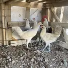دجاج للبيع العمر 6