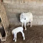 حري والد معها رخل