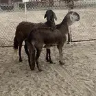 للبيع رخال سواكن