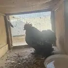 ديك فرنسي