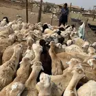 100 طليان رفيدي