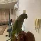 ذكر دره اليف