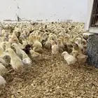 صوص بلدي محصن عمره 10 أيام