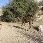 قعود للبيع