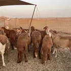 سواكن حمري تربيه شحم ولحم ماشالله