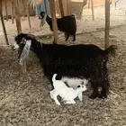 للبيع رخال سواكنيات ومعزا عوراض