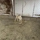 تيس عمره 3 شهور تقريبا نظيف وطيب