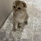 سكوتش فولد تربل قولد