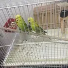 بادجي انقليزي