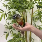 كنيور يلوسايد اليف وهدد  تم البيع