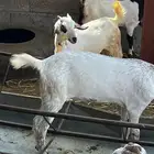 مشروع فحل بيشي