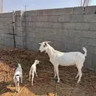 عنز بيشيه والد