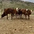 حسلان ا