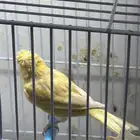 كناري مغرد