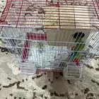 روز تزاوج الي صامل يجي على السوم