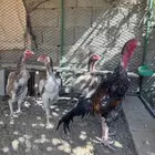 دجاج شامو ياباني 2