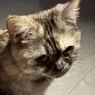 للتبني فجده ام السلم