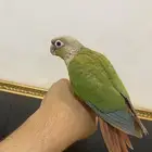 ببغاء كنيور هدد وا اليف