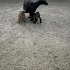 عنز جنوبيه متاومه