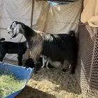 عنز عارضيه
