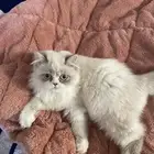 قط هملايا لتبني