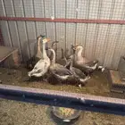 وز عراقي