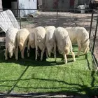 خرفان حريه شرط نظافه وشحم فل رودس وشعير وبرسيم فقط