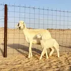 شاه حريه مقنوي