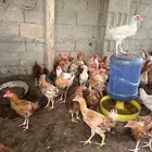 فروخ ديوك عمر أربع شهور ونص