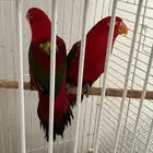 ببغاء لوري شاترينغ